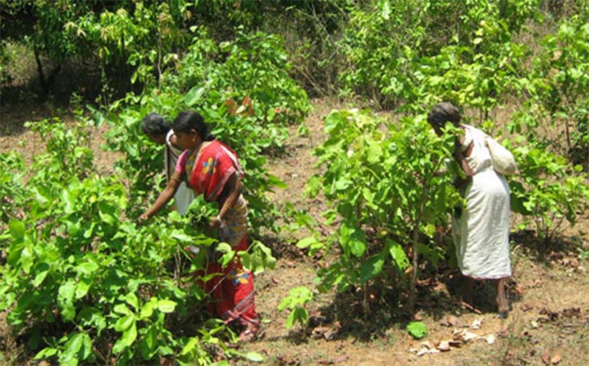 No wages, no bonus for beedi workers